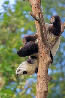 Pandas: Giant Panda in tree controlled conditions