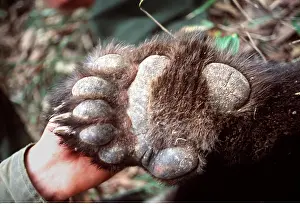 Study: GIANT PANDA - UNDERSIDE OF FOOT