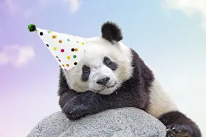 161018: Giant Panda, wearing Birthday party hat