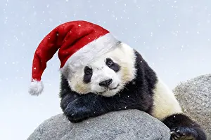 090818: Giant Panda, wearing Christmas hat in falling snow