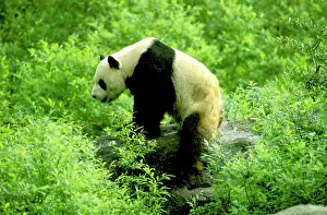 Wolong: Giant Panda - Wolong Reserve