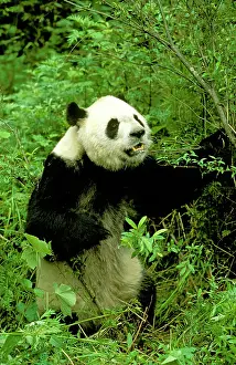 Wolong: Giant Panda - Wolong Reserve
