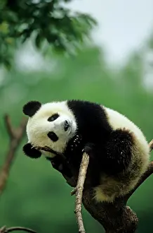Chengdu: Giant Panda young in tree Chengdu Sichun, China