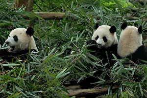 Ailuropoda: Three giant pandas (Ailuropoda melanoleuca) in a