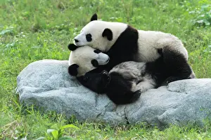 Snuggling: Two Giant Pandas (Ailuropoda melanoleuca), two years