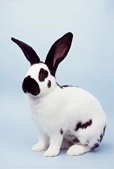 Papillon: GIANT PAPILLON RABBIT