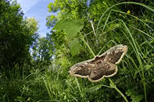 Saturnia: Giant peacock moth (Saturnia pyri) on vegetation