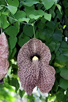 Aristolochia: Giant Pelican Flower / giant Dutchman's pipe