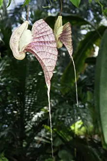 Aristolochia: Giant Pelican Flower / giant Dutchman's pipe