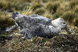 Petrel: Giant Petrel Bird Nesting