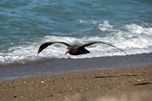Macronectes: Giant Petrel - in flight