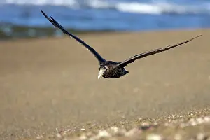 Macronectes: Giant Petrel - in flight