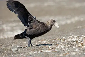 Macronectes: Giant Petrel - Landing on a beach at Peninsula Valdes