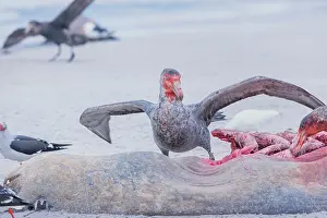 Giganteus: Giant Petrel (Macronectes giganteus) feeding on