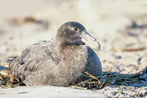 Macronectes: Giant Petrel (Macronectes giganteus) resting, Falkland