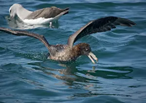 Halli: Giant Petrel / Nelly - Northern form