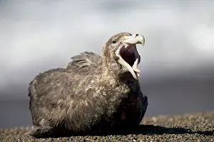 Macronectes: Giant Petrel - Resting, (yawning) on a beach at