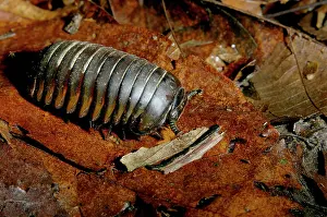Millipedes: Giant Pill Millipede