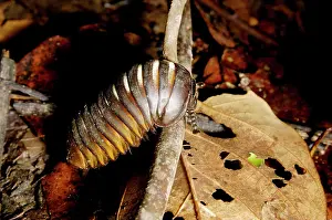Millipedes: Giant Pill Millipede negotiates a fallen twig