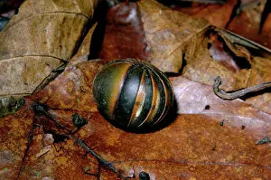 Millipedes: Giant Pill Millipede rolls into a ball in danger