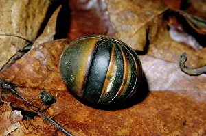 Millipedes: Giant Pill Millipede rolls into a ball in danger