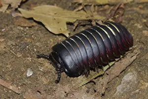 Kinabalu: Giant pill millipede (Sphaerotheriida) on the ground
