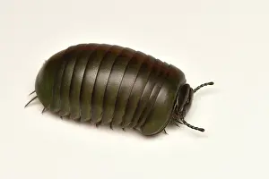 Andasibe: Giant Pill-Millipede (Zoosphaerium neptunus) on