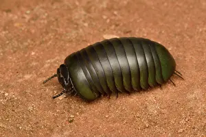 Andasibe: Giant Pill-Millipede (Zoosphaerium neptunus) rolling