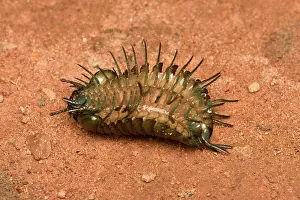 Abdomen: Giant Pill-Millipede (Zoosphaerium neptunus) showing