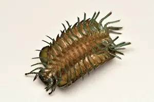 Abdomen: Giant Pill-Millipede (Zoosphaerium neptunus) showing