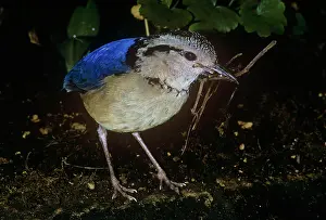 Pitta: Giant Pitta - male with nest material