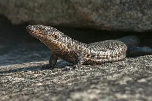 Coming: Giant plated lizard (Gerrhosaurus validus) emer