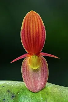 Antioquia: Giant Pleurothallis, orchid, Antioquia, Colombia