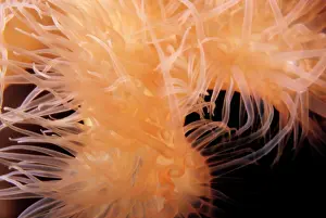 Powder: Giant plumose anemone, Metridium farcimen