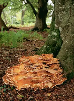 Polypore: Giant Polypore Fungi