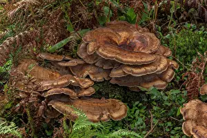 Giganteus: Giant polypore, Meripilus giganteus growing in l