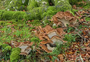 Giganteus: Giant polypore, Meripilus giganteus growing in l