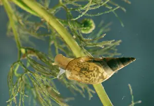 Elizabeth Bomford: Giant Pond Snail / Giant Water Snail - Immature