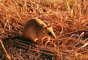 Pouched: Giant Pouched Rat