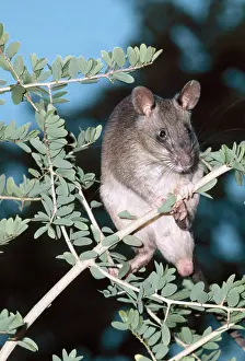 Pouched: Giant Pouched RAT - on branch