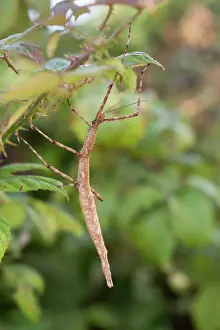 Bramble: Giant Prickly Stick Insect / Spiny Leaf / Macleay's