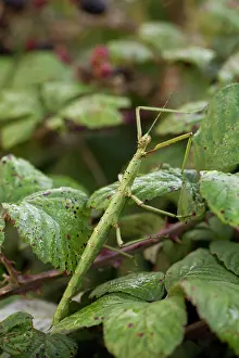 Bramble: Giant Prickly Stick Insect / Spiny Leaf / Macleay's