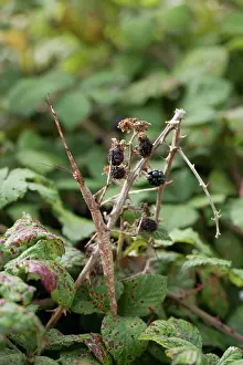Bramble: Giant Prickly Stick Insect / Spiny Leaf / Macleay's