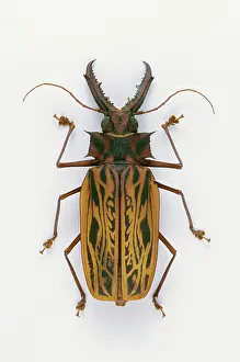 Cerambycidae: Giant Prionin Beetle