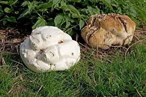 Puff: Giant Puff Ball - in field surrounded by nettles