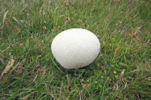 Puff: Giant Puff Ball - growing on pasture land