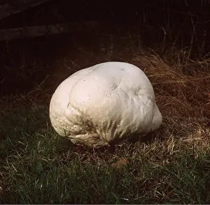 Puffballs: GIANT PUFFBALL FUNGI