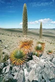 Pampa: Giant Puya
