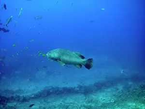 Epinephelus: Giant Queensland Grouper - 250 K grouper with pilot