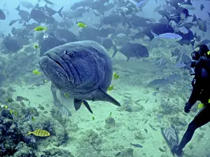 Epinephelus: Giant Queensland Grouper - Rarely seen. Largest